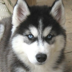 Никита Булгар, 01.01, Новый Уренгой