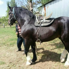 Азамат Исаков, 06.01.1992, Сарыагаш