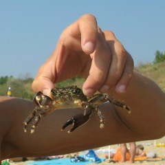 Максим Кравчук, 07.07.1985, Брест
