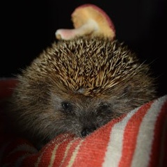 Марина Куприянова, 24.12.1988, Санкт-Петербург