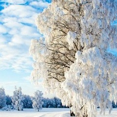 Александр Климов, Санкт-Петербург