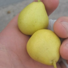 Арсен Эмирбеков, 05.06.1991, Нижний Новгород