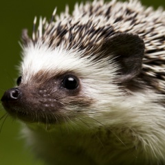 Александр Ёжкин, 03.02.1950, Нижний Новгород