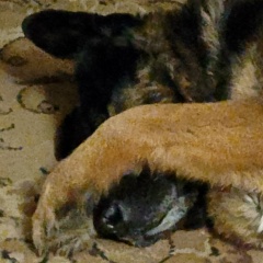 Наталья Колесникова, Волосово