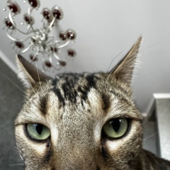 Марик Побратски, 11.04, Волгоград