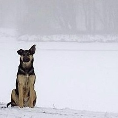 Алеке Даулет