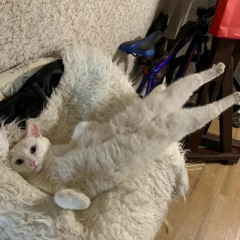 Мурад Ахмедов, Санкт-Петербург