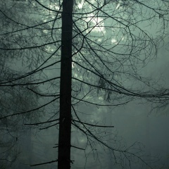 Шамиль Битиев, Грозный