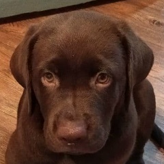 Антон Фоменко, 07.04.1990