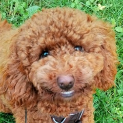 Ольга Айвазян, Санкт-Петербург