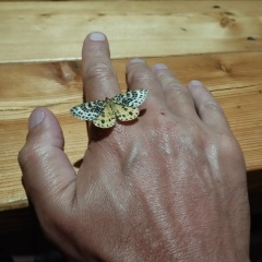 Михаил Кривов, 22.08, Санкт-Петербург