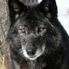 Narek Balayan, 26.05.1990, Москва