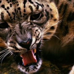 Ramazan Ramazanovzver, 16.07, Москва