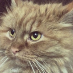 Влад Бойков