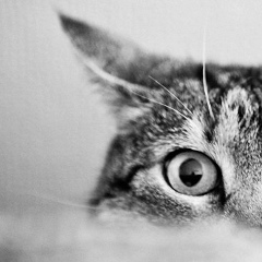 Никита Федюшин