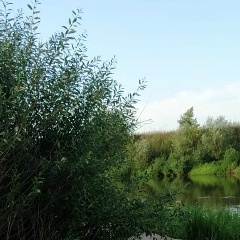 Алёна Алёнина