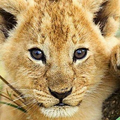 Кама Вартагава, 16.03.1987