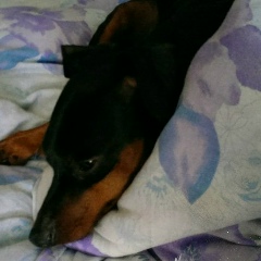 Роберт Ахметов, 19.04, Санкт-Петербург