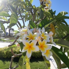 Надежда Нарыжных, 30.08, Алматы