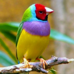 Валера Шерх, 02.05.1975, Нальчик