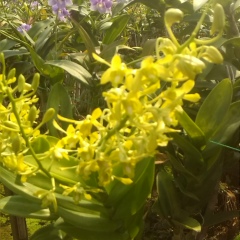 Aye-Mon Yee, 07.09.1980, Yangon