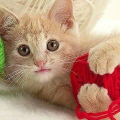 Маша Кошкина, 11.11.1991