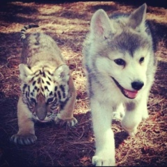 Marat Bairamow, 09.02, Санкт-Петербург