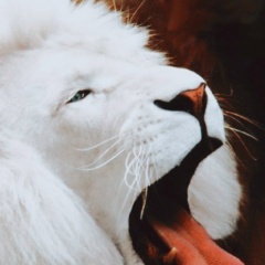 Александр Михайлов, Омск