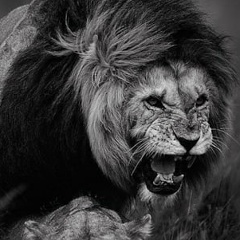 Фарид Фезиев, 30.04.1994, Москва