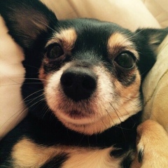 Эльмирок Эльмирок, 19.01.1984, Москва