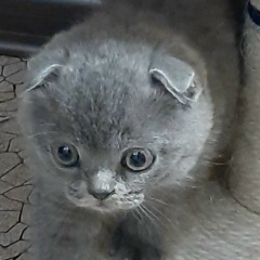 Адя Ласковая, 10.04