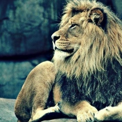 Башир Нохчиев, Томск