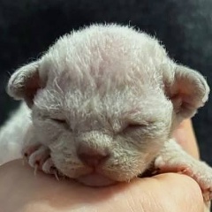 Котята Девон Рекс Питомник, Санкт-Петербург