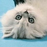 Алёник Мансурова, Ульяновск