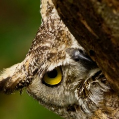 Антон Оларь, 02.12, Краснодар