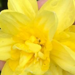 Света Дьяконова, Орёл