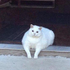 Alex Pride, 30.05, Bangkok