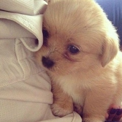 Севара Юльчиева