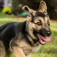 Арсентий Галичин, 21.07, Алзамай