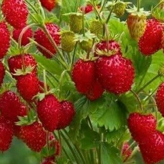 Татьяна Носова, 16.12, Novara