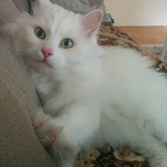 Александр Черёмухин, 25.11.1978, Москва