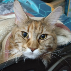 Сергей Сушенков, 30.09.1985, Заозерск