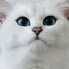 Samat Khan, 28.11.1982, Алматы