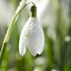 Ірина Гриневич, Тернополь