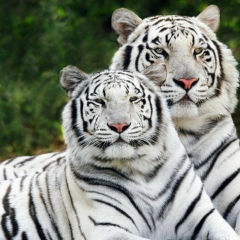 Алия Кульсикбаева, 18.08