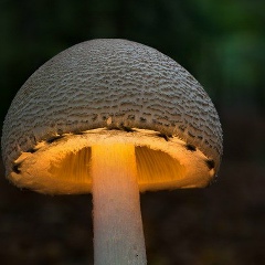 Камшат Султан, 01.02.1993, Москва