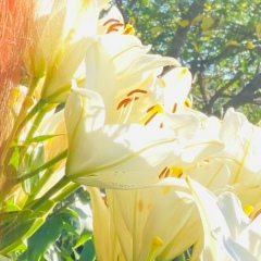 Анастасия Старкова, Калуга