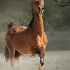 Жаксылык Алдабергенов, 30.05.2007