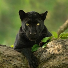 Елена Вареницына, 22.04, Алматы