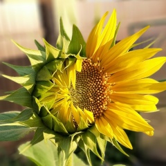 Armine Ohanjan, 17.12.1919, Екатеринбург